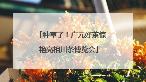 种草了！广元好茶惊艳亮相川茶博览会